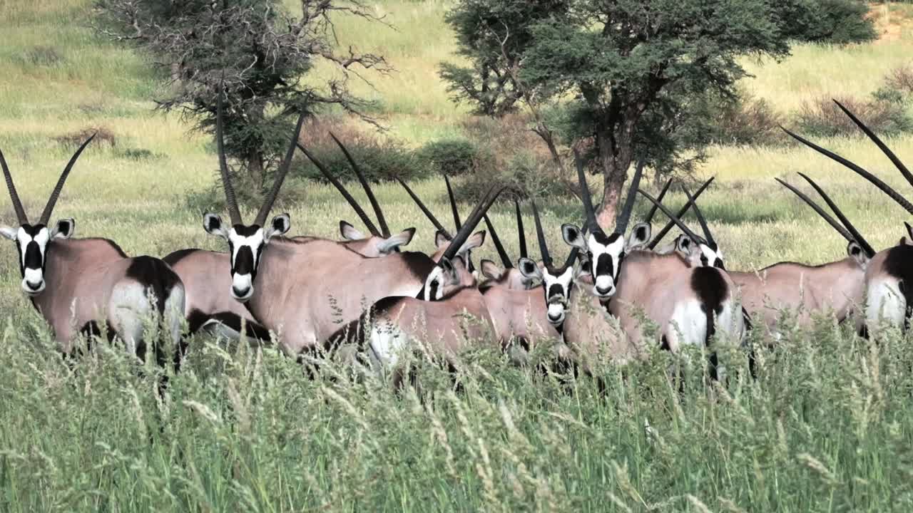 A herd of Oryx or Gemsbok in long, green grass, in the Kalahari after the rains in South Africa