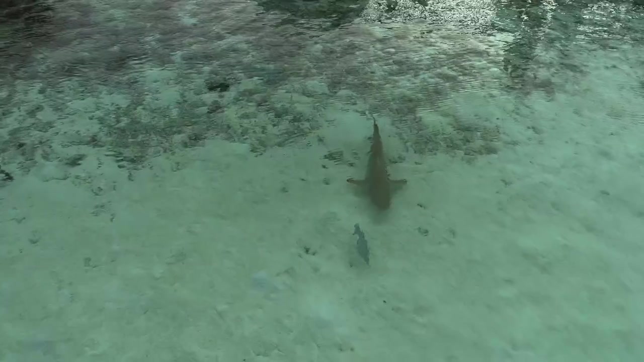 Vista aérea de um tubarão-recife deslizando por águas rasas e claras da lagoa acima de um leito marinho arenoso e manchas de coral em uma cena marinha tropical.