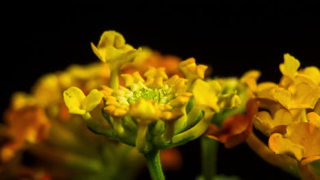 Lantana-Camara-Feuerwerk,-Leuchtend-Gelb-orange-Tanzende-Blumen-Blühen,-Zeitrafferaufnahmen,-HD-Ernte