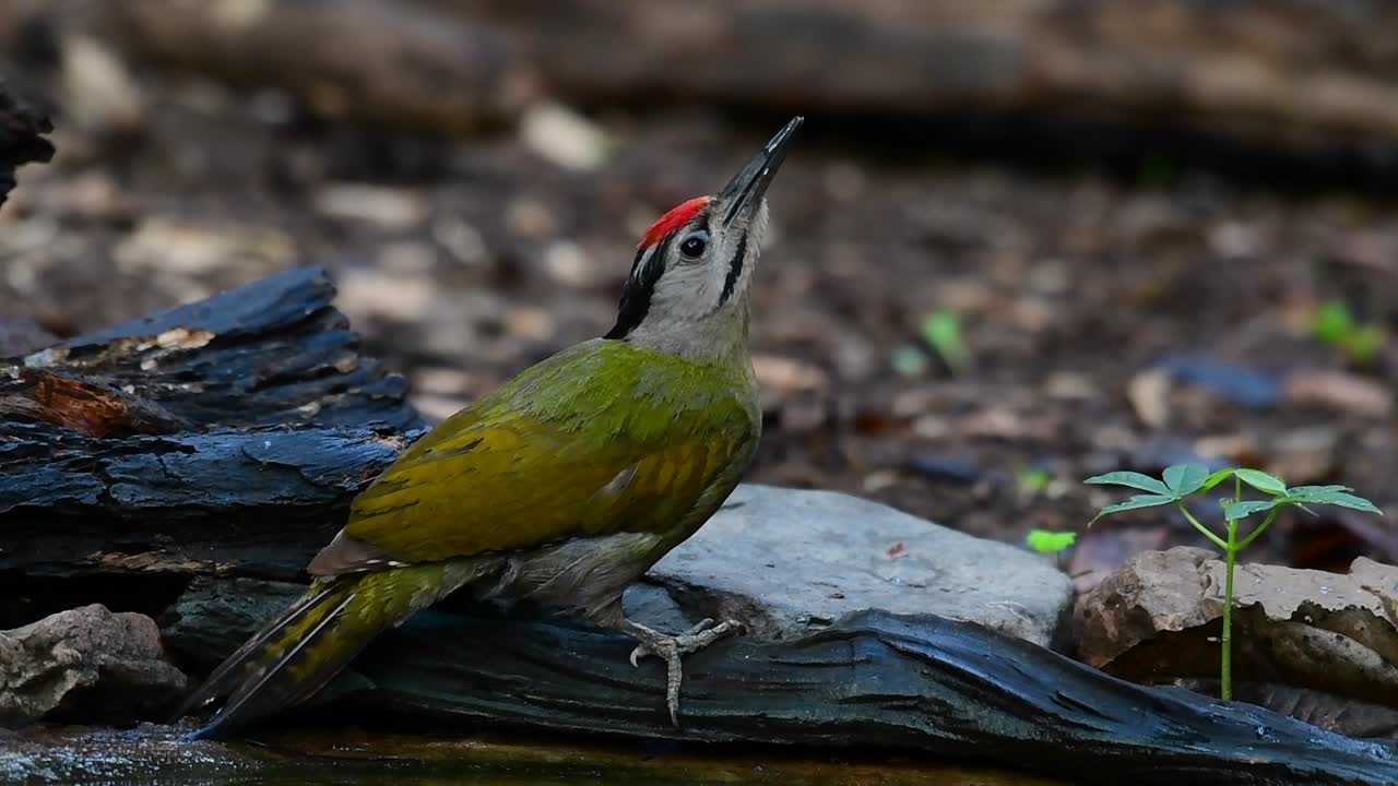 el pájaro carpintero de cabeza gris también se llama pájaro carpintero de cara gris se encuentra en muchos parques nacionales en tailandia y es muy particular en la elección de su hábitat para que prospere
