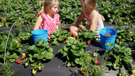 Girls-picking-strawberries-in-the-farm-4k