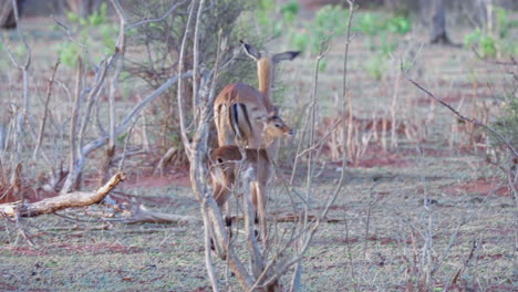 Mother-impala-walks-peacefully-with-her-curious-calf-in-the-barren-Botswana-landscape