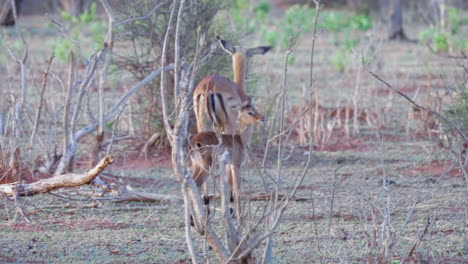 madre impala camina pacíficamente con su curioso ternero en el árido paisaje de botswana