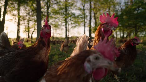 flock of chickens looking alert in wooded forest at sunset in slow motion on american midwest farm