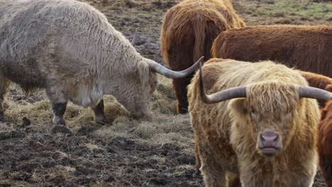 Cinematic-footage,-Beautiful-horned-Highland-Cattle-at-Sunrise-on-a-Frozen-Meadow,-highland-cow-and-calf,-A-heard-of-Norwegian-highland-cattle-graze-in-a-rocky-pasture