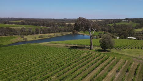 Aerial-flyover-beautiful-vineyard-grape-field-and-natural-lake-during-sunny-day