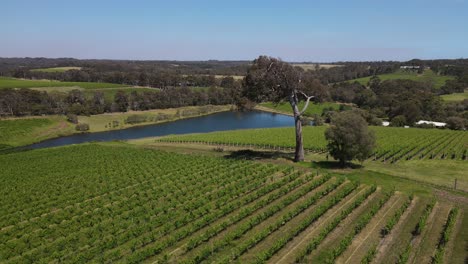 sobrevuelo aéreo hermoso campo de uva de viñedo y lago natural durante el día soleado