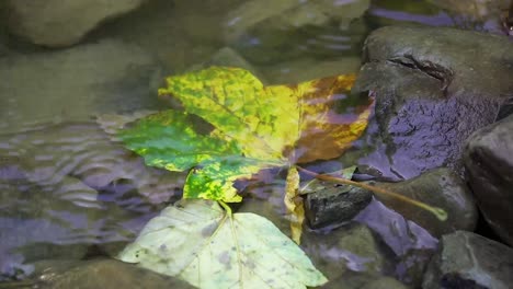 Close-up-of-the-maple-leafe-in-the-rocky-river