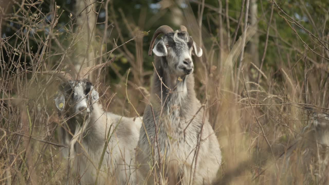 Capre cashmere a pelo lungo o pecore dietro cespugli secchi