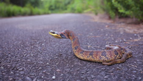 An-Eastern-Hognose-snake,-Heterodon-platirhinos,-a-North-American-snake,-reacting-to-a-perceived-threat-raises-its-head,-flattens-its-neck,-and-puffs-up-its-body-to-make-itself-appear-larger.