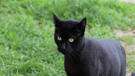 curious scared black cat looking around outdoor - close up