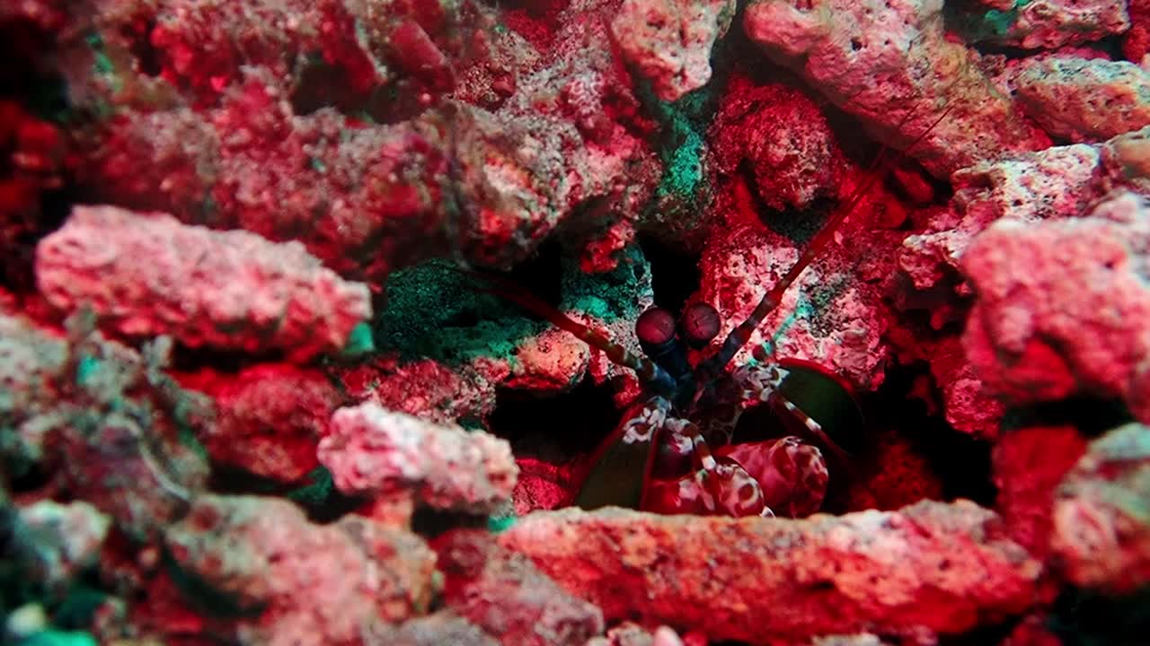 fotografía subacuática de un camarón mantis del océano índico acechando en una roca de coral