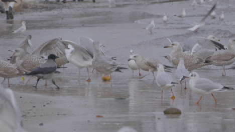 Un-Grupo-De-Pájaros-En-La-Orilla-Del-Mar