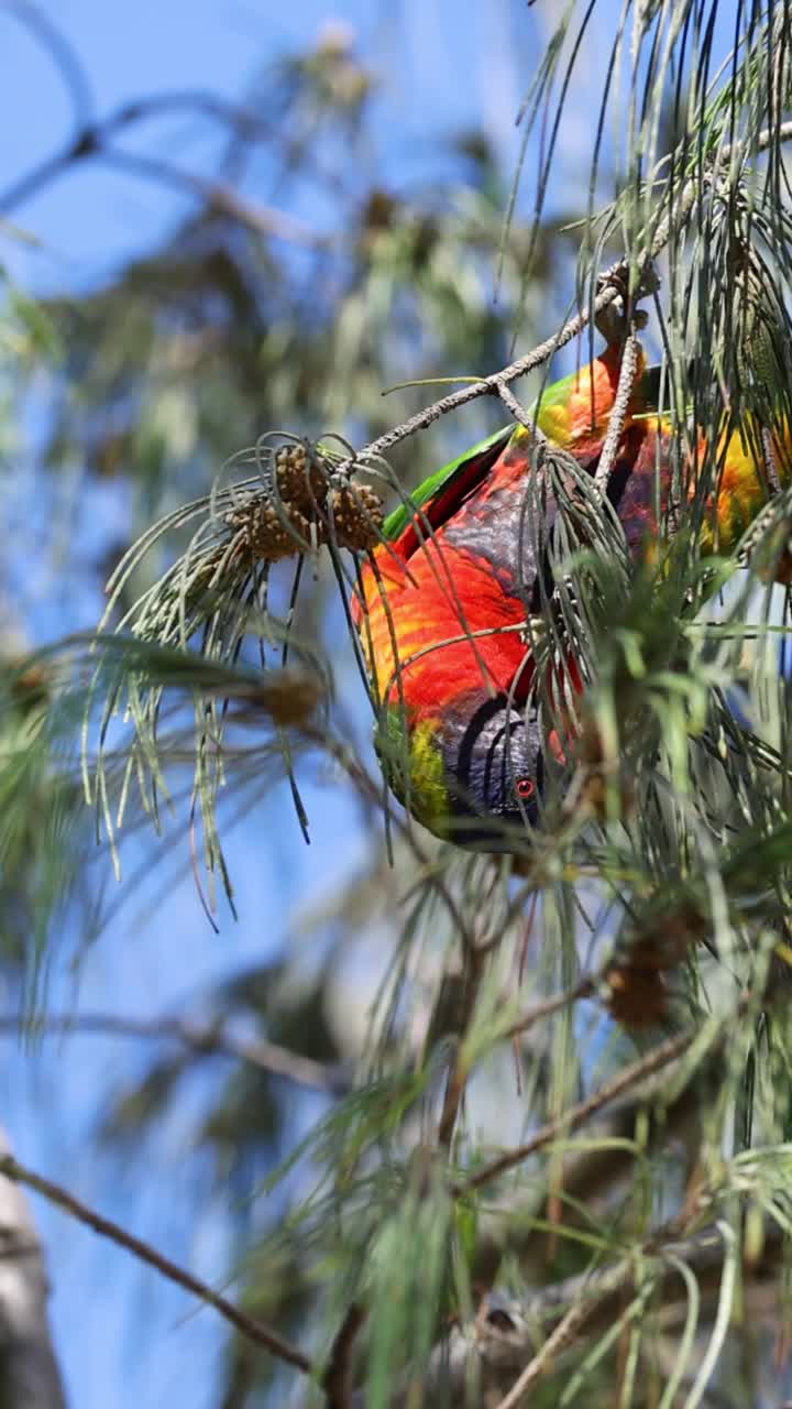 Un vivaceTrichoglossus haematodus è appeso a testa in giù mentre cerca cibo tra aghi e pigne di pino