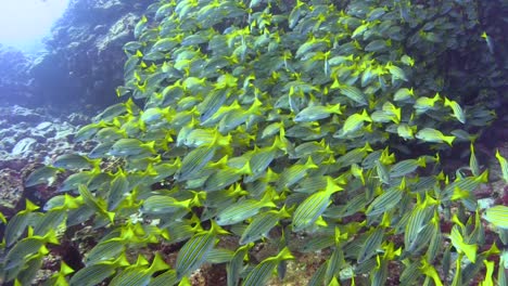 school of bluestripe snappers in a rocky underwater landscape, medium shot during daylight