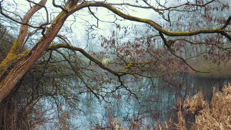 Pov-Gefrorener-Teich-In-Dänemark,-Skandinavien,-Rohrkolben-Und-Schilf---Schwenk