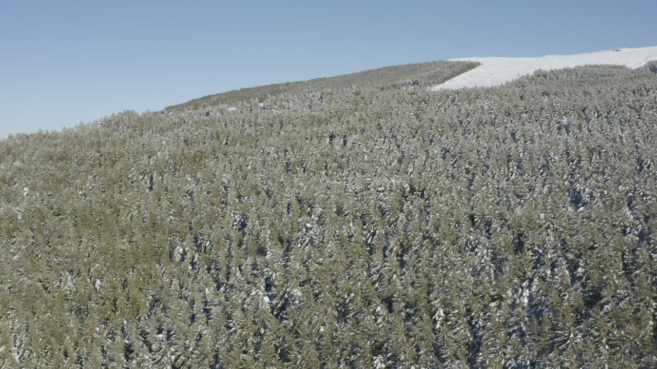 Mountainside covered in snow and pine trees with beautiful blue skies