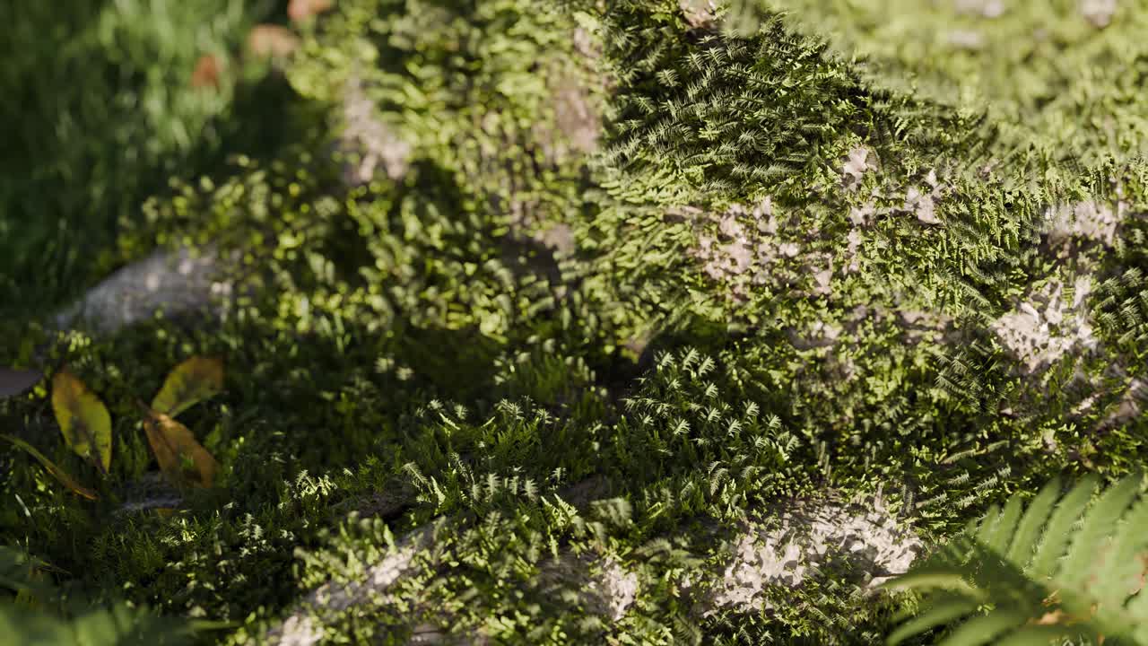 Close-up of Moss and Ferns on the Ground