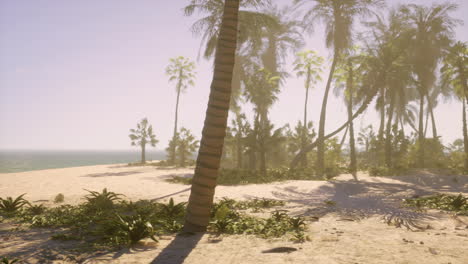 tropical beach with palm trees