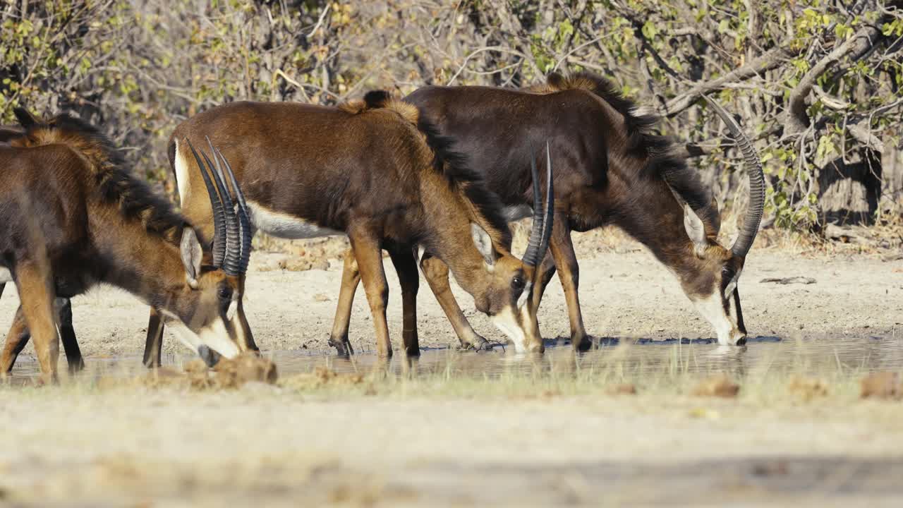 A majestic roan antelope drinks peacefully from a watering hole in the African wilderness, showcasing the beauty of this rare species.