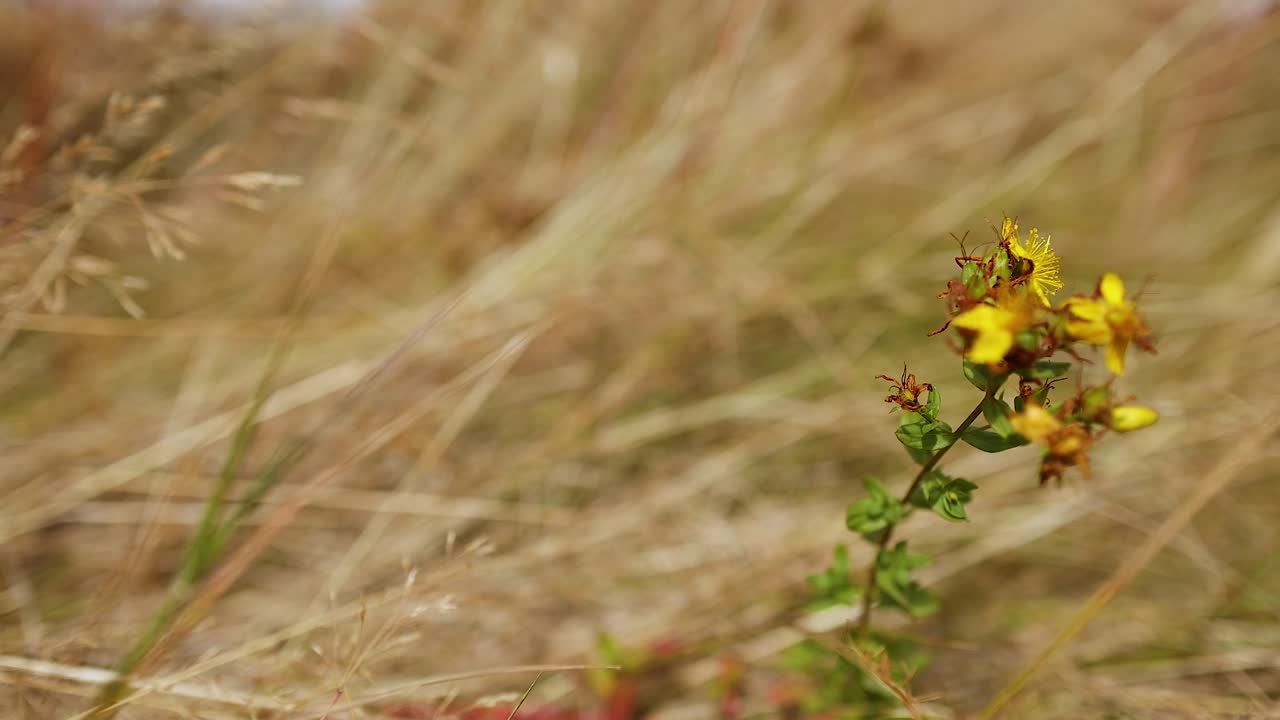 primer plano de una flor amarilla en un campo de hierba