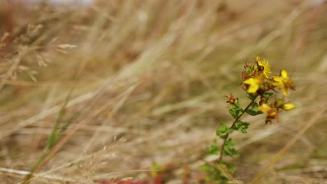 close-up of yellow flower in grassy field