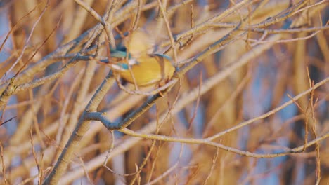 beautiful brightly colored kingfisher bird standing on a branch and flying off