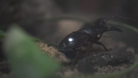 close up of two giant stag beetle fighting slow motion