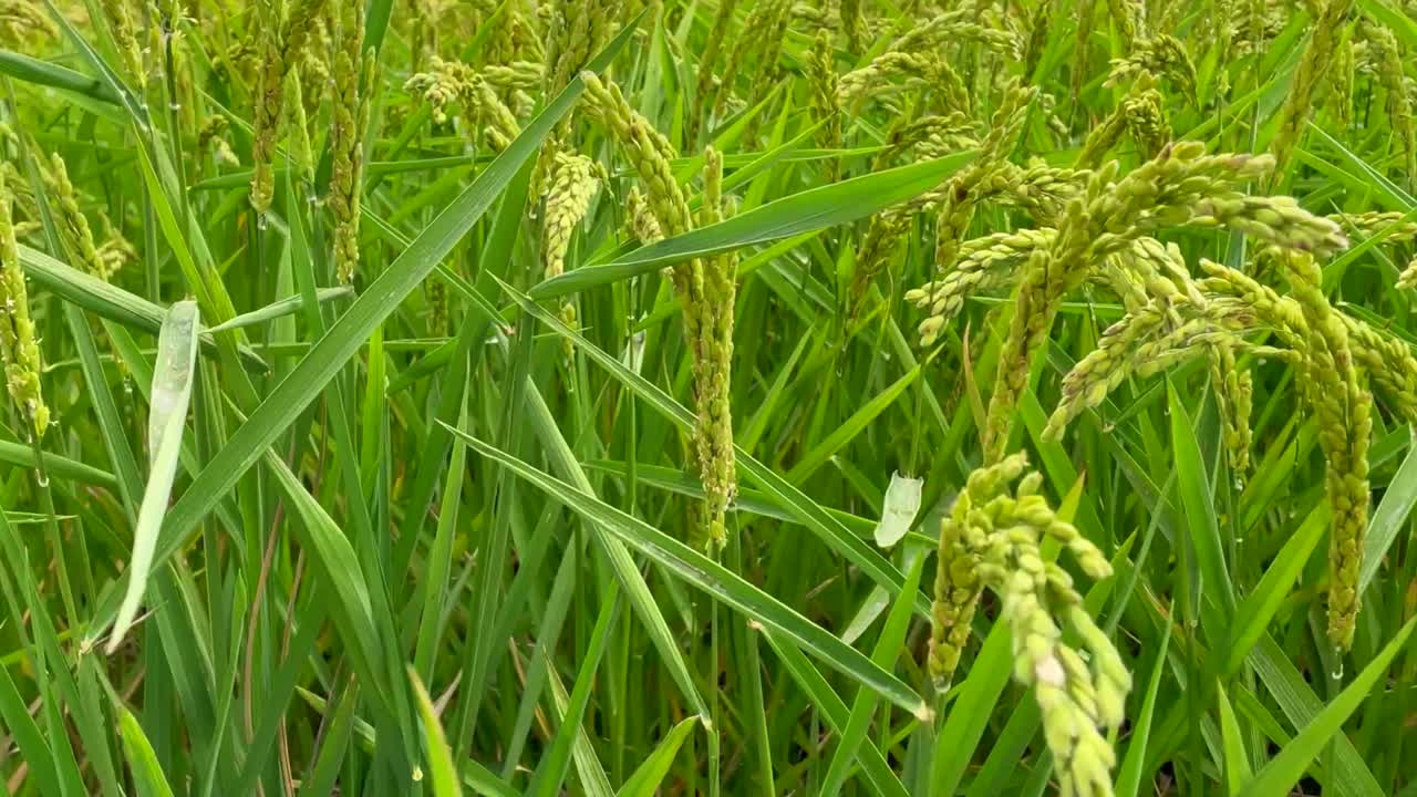 녹색 플랜테이션 전체 화면