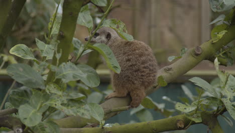 cute meerkat sitting on a tree branch and looking around