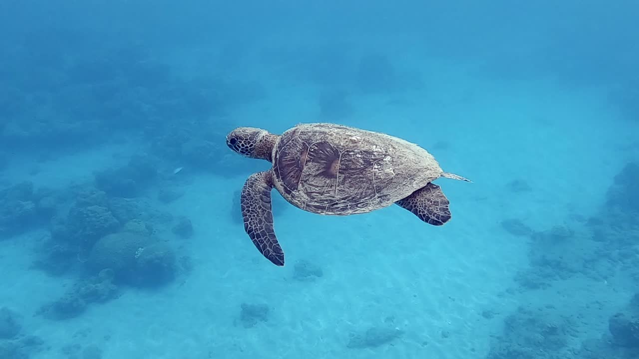 Juvenile green sea turtle slowly swimming through a soothing bright blue sea in Chichijima, Japan