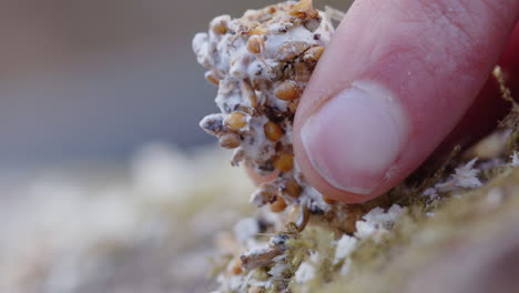 mushroom plug spawn hammered into log hole for sustainable mushroom cultivation