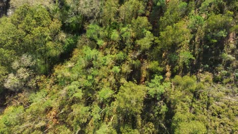 bird's eye view of green trees in the forest on a sunny day