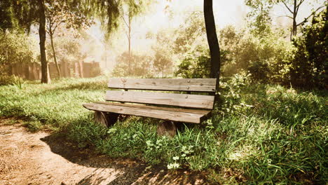 banco en el parque de verano con árboles viejos y sendero