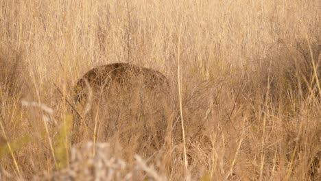 un antílope es casi invisible mientras camina a través de los pastos áridos de la sabana en sudáfrica