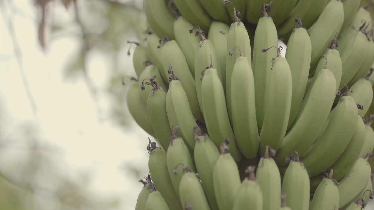 Closeup detailed shot of a fresh raw green banana comb hanging from tree in production field