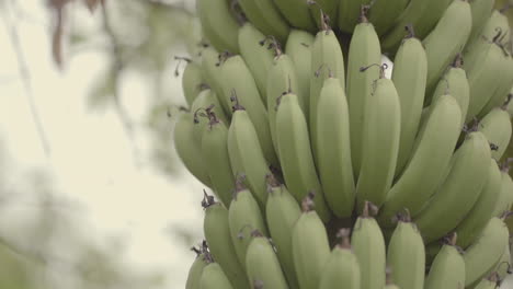 closeup detailed shot of a fresh raw green banana comb hanging from tree in production field