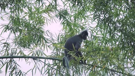 Eine-Familie-Von-Silberblattaffen-Oder-Silberlutung-In-Einer-Tierwelt