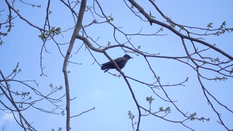 the black crow on a tree in a blue sky day 4k 30fps