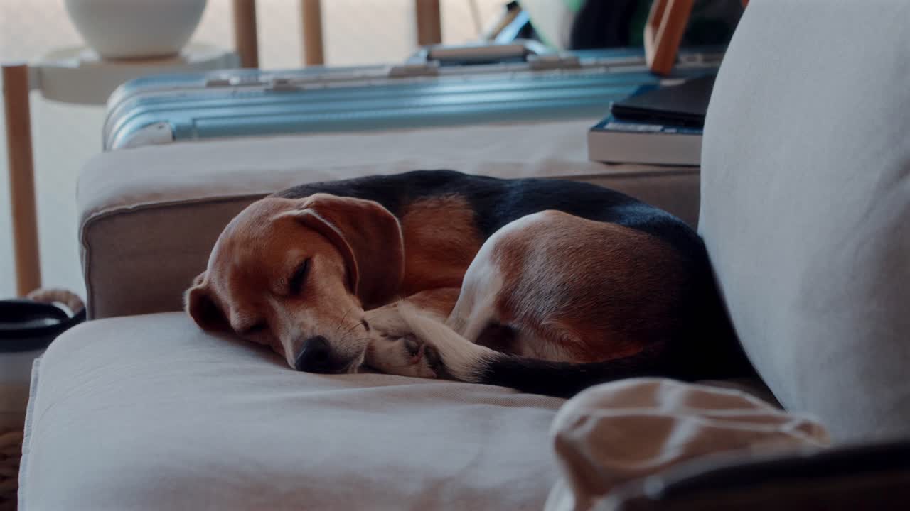 Foto da interni di un beagle raggomitolato su un divano in una posizione rilassata. Il cane sbatte lentamente le palpebre come se stesse per addormentarsi, catturando un momento intimo e tranquillo della vita domestica e del benessere degli animali domestici