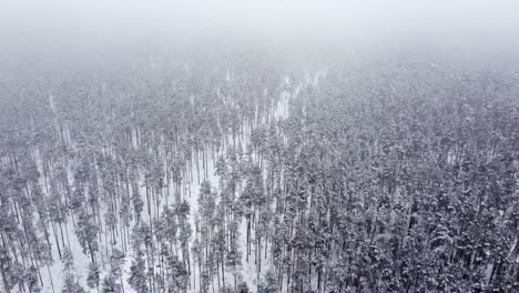 Winter-wonderland,-dolly-forward-above-lush-coniferous-snowy-forest