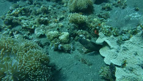 Anguila-Morena-De-Cara-Gris-Entre-Coral-Bajo-El-Agua,-Cámara-Lenta