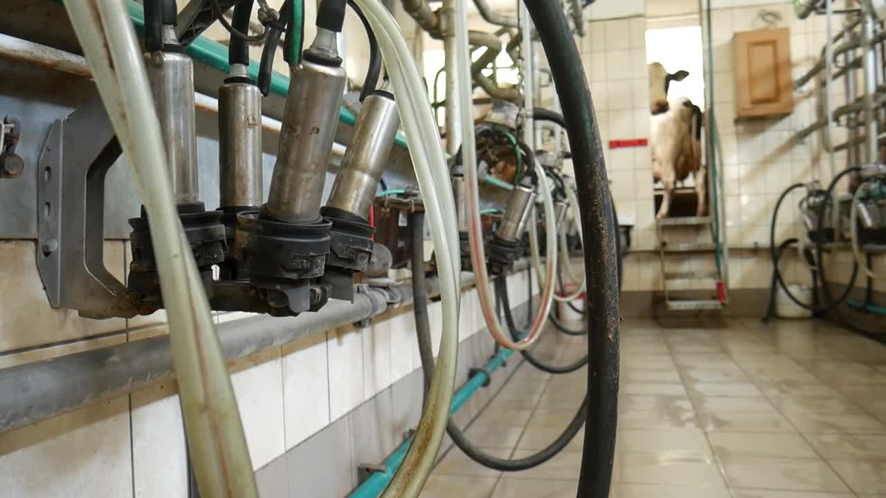 las vacas están esperando el ordeño