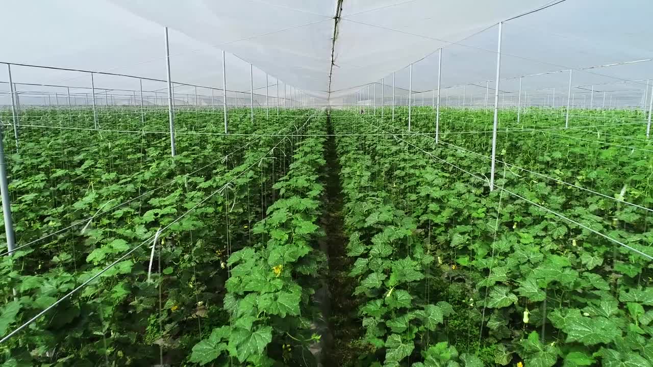 온실 내부로 직진 비행