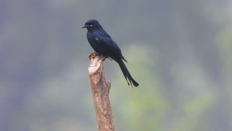 drongo negro en el árbol esperando orar.