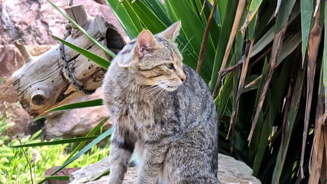 a gray wild cat sits on a rock in a garden and licks her fur