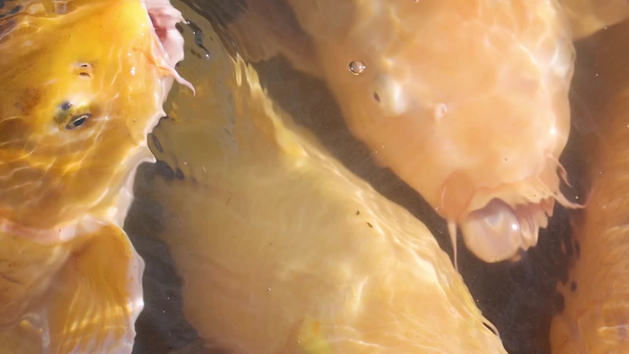 Peixes koi vibrantes, dourados e laranjas competem por comida em um ambiente de lago cheio.