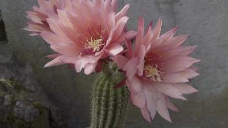 cute small cactus with three pink flowers beautiful pink and yellow stamens