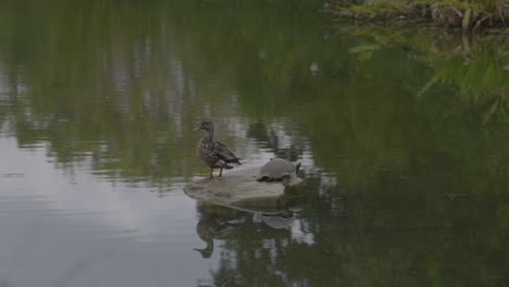 duck and turtles on rock in pond