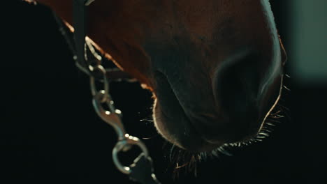 extreme closeup of brown horse nostrils flaring in dark room illuminated by backlight